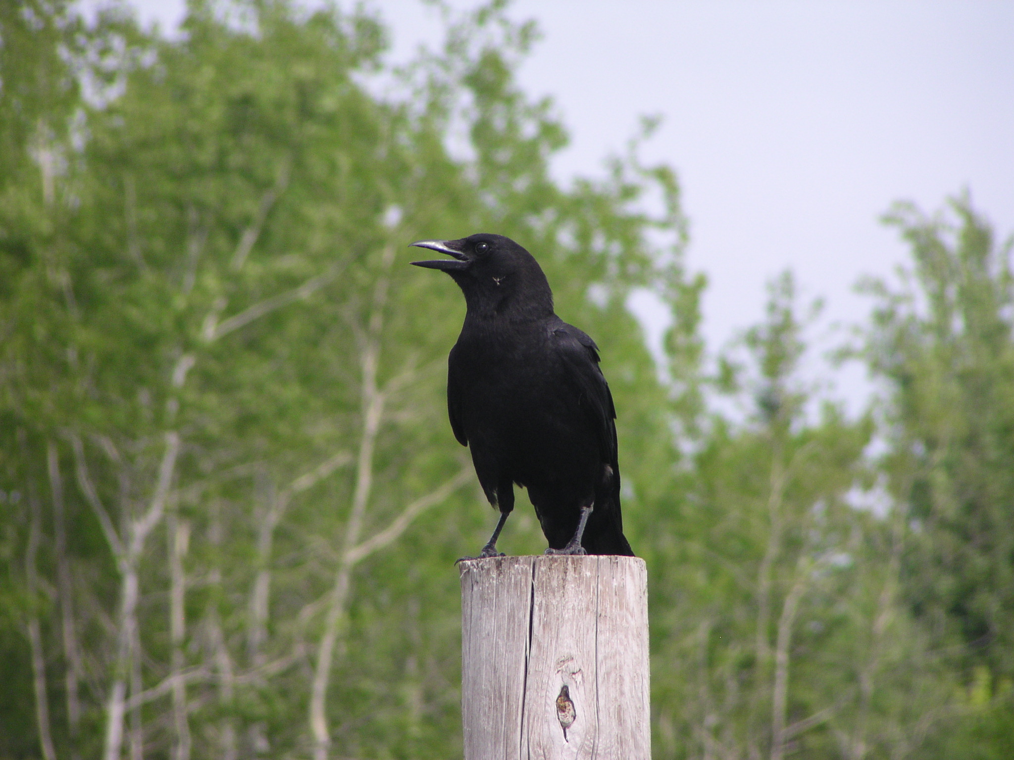 Crow, American Canada L.Sup 6-05.JPG
