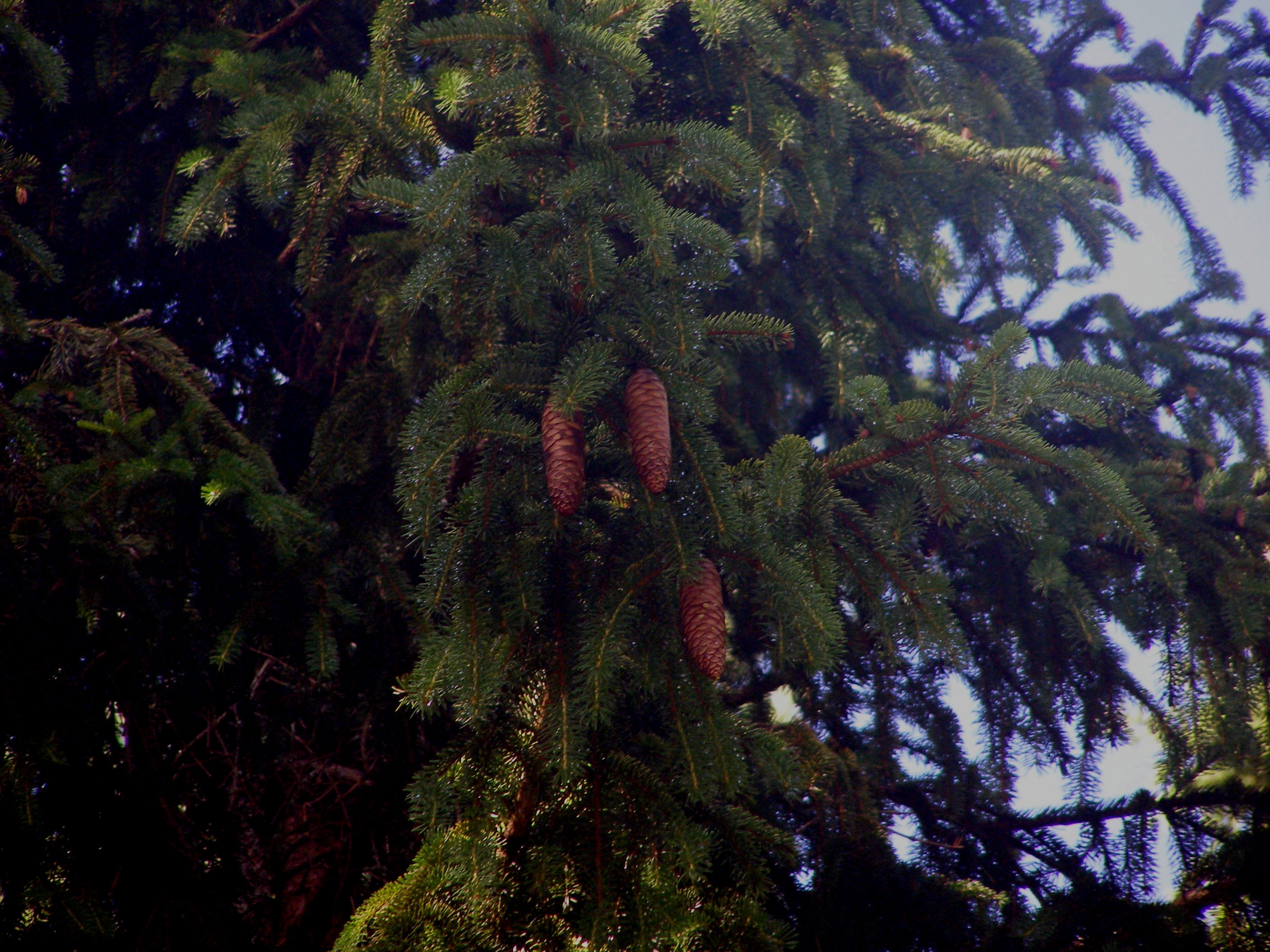 Adir.NY bigelow rd 07 10 cones.JPG