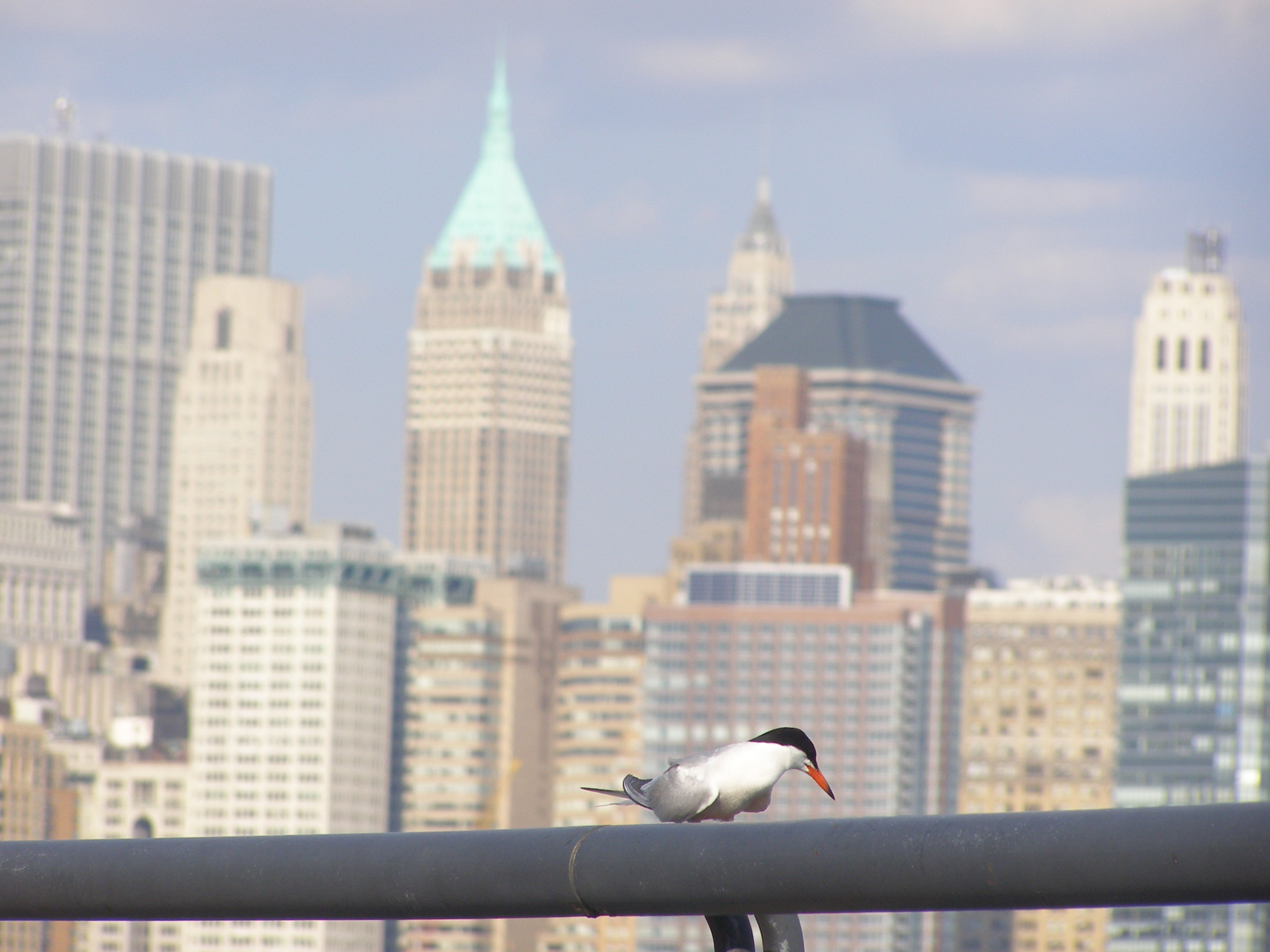 Tern Forsters NYC 07b.JPG