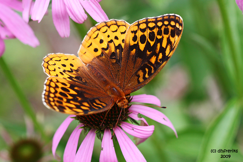 ?? Fritillary, Chesapeake, OH