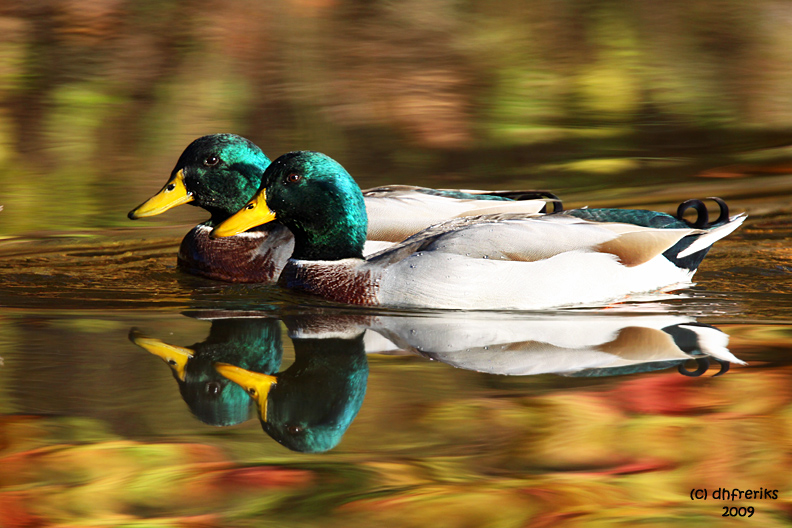 Mallards in fall colors. Shawnee State Forest. Ohio