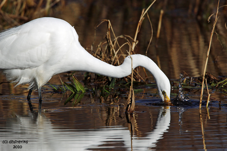 Great Egret. Mattamuskeet National Wildlife Refuge. N.C.