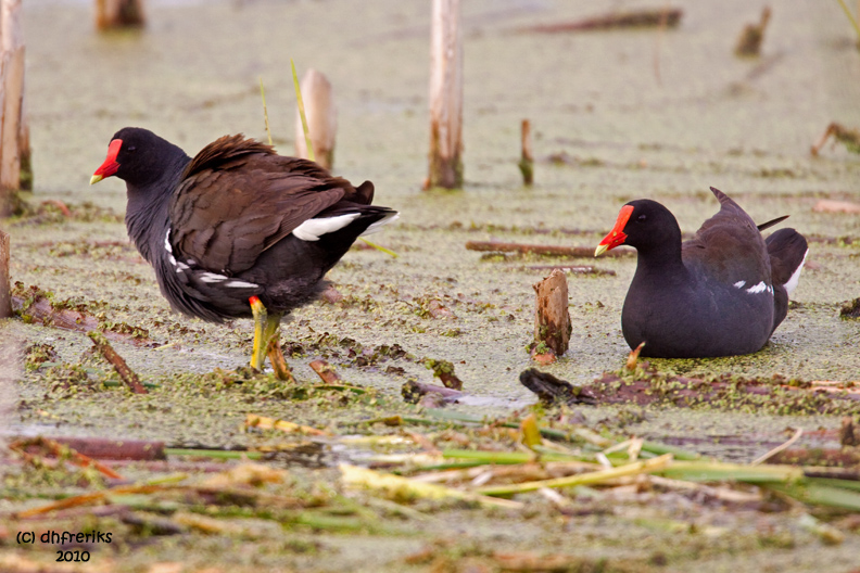 Common Moorhens. Horicon Marsh. WI