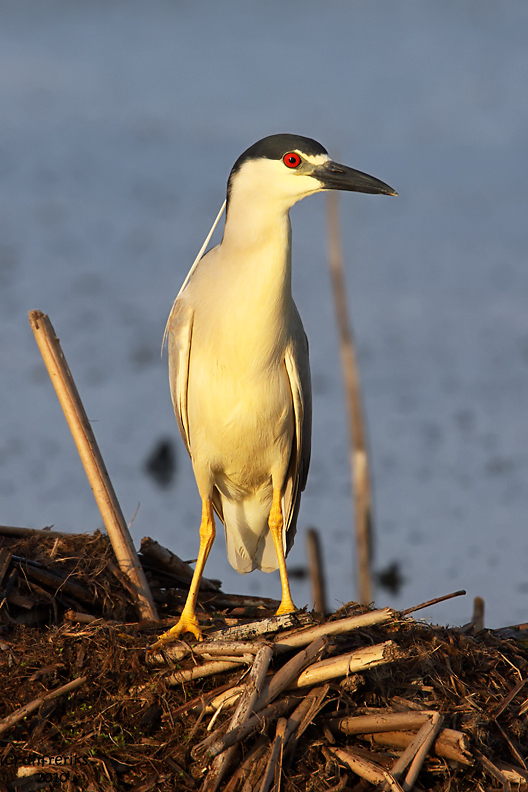 Black-crowned Night Heron. Horicon Marsh. WI