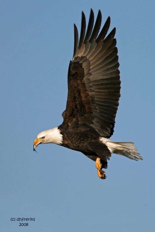 Bald Eagle. Mississippi River, Wisconsin