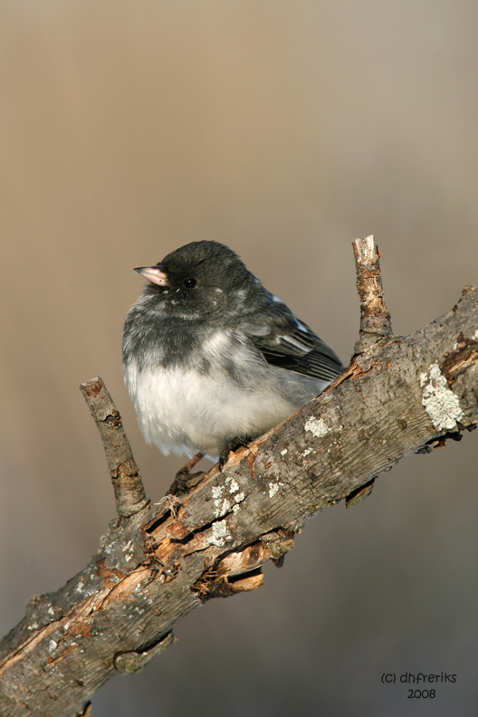 Dark-eyed Junco. Newburg, WI  ( leucistic )