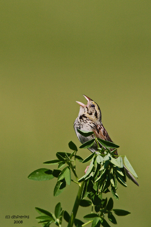 Henslows Sparrow. Horicon Marsh, WI