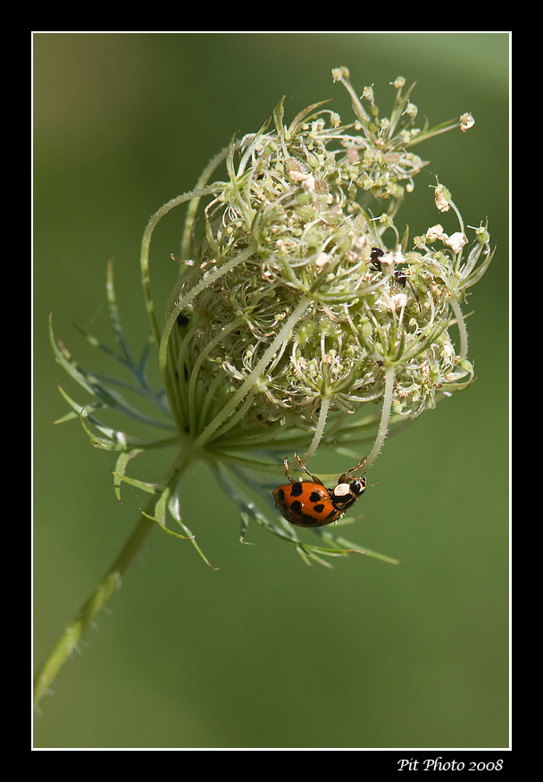 Harminia axyridis - Multicolored asian lady beetle (Coccinelle asiatique multicolore)