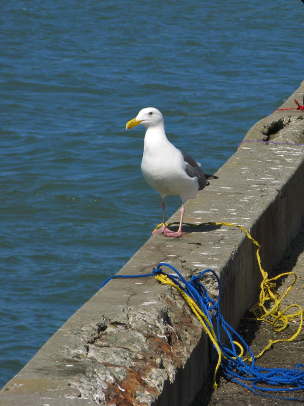 A gull patrols the pier0356
