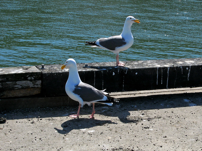 A pair of gulls0370