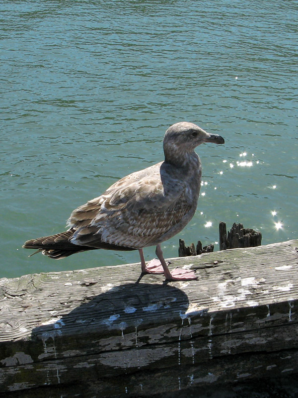 A juvenile gull0373