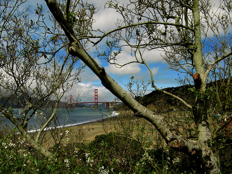 Through the willow branches0422