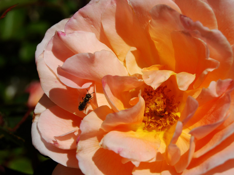 English rose and bee1848