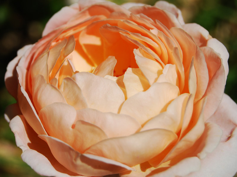 English Rose 1850