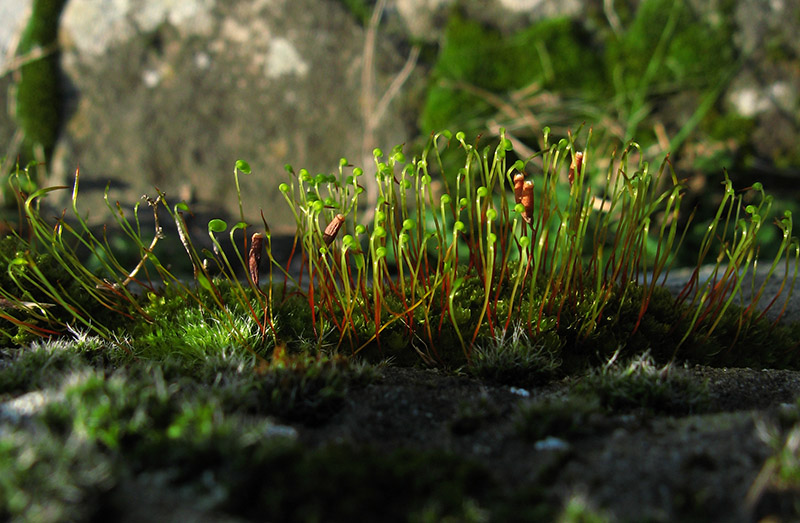 A moss forest on the stones<br />8403