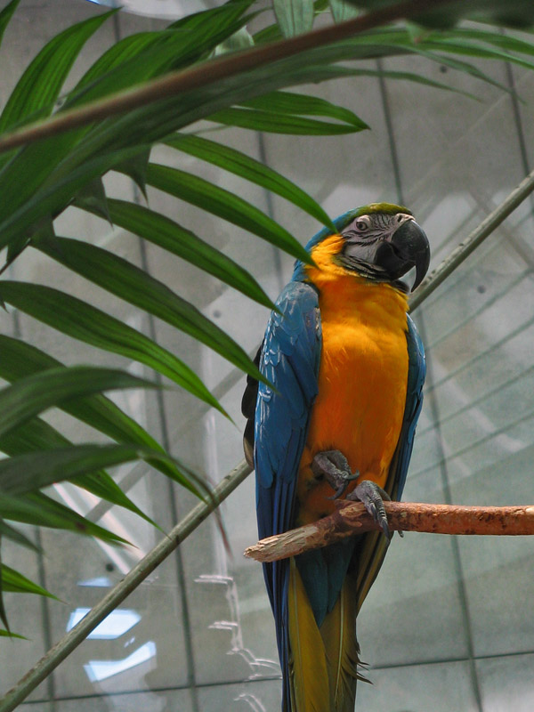 Yellow and Blue Macaw1824