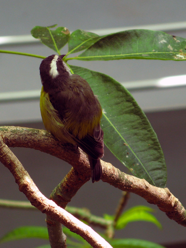 Tropical Bird1843