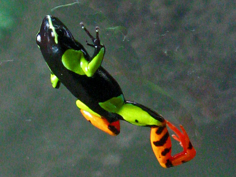 Neon Warning Colors -- Tiny Frog<br />1854