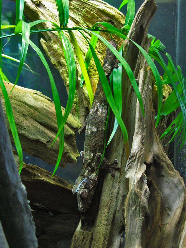 A Leaf Tailed Gekko1855