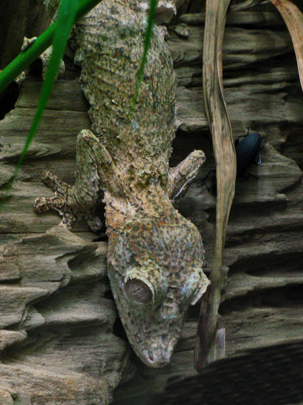 Leaf Tailed Gekko Blends into his Environment1856