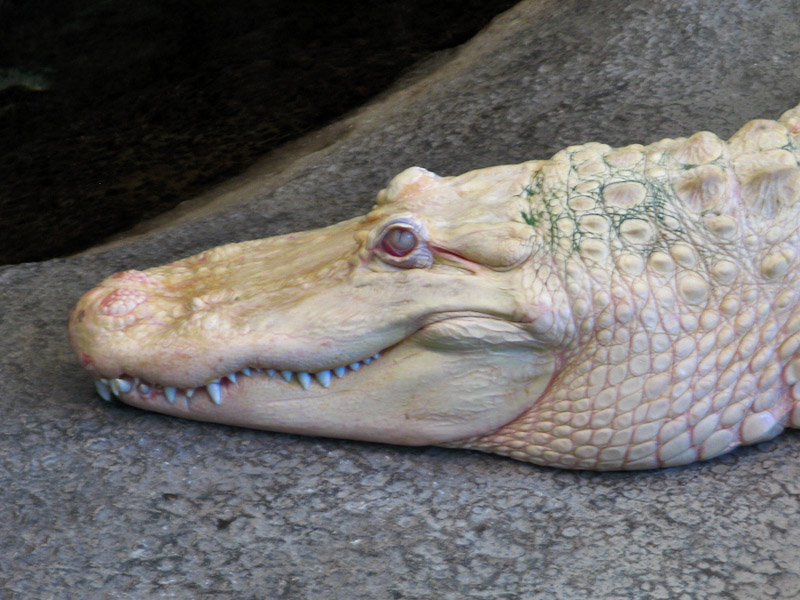 Claude, An Albino Alligator1900