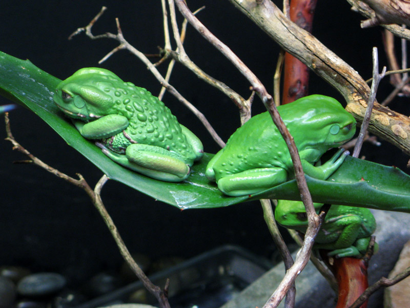 Three Little Green Frogs1897