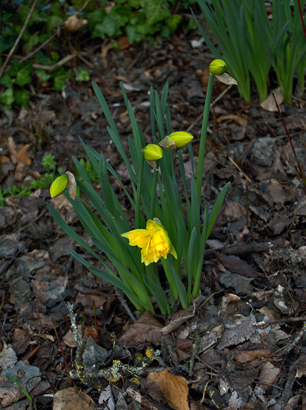 Spring Flowers Open in the Necropoli4460