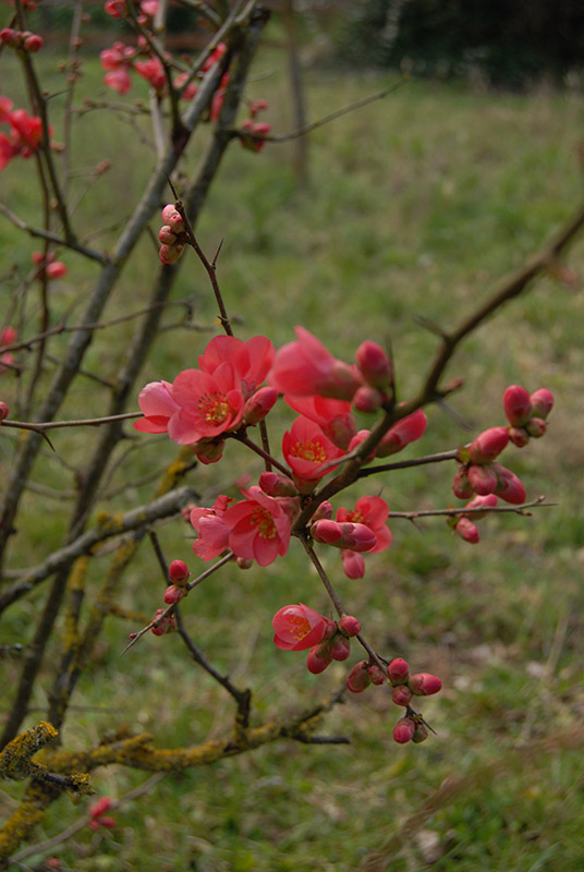 Quince Blossoms4462