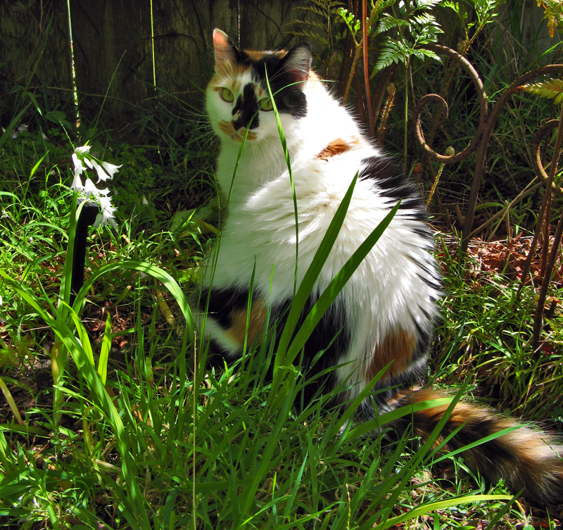 Stella in the Weeds<br />5159