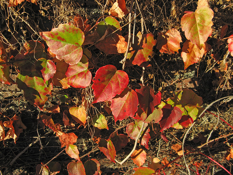 Autumn vine leaves4646