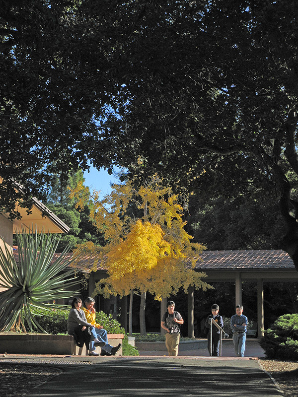 Golden ginko tree4568