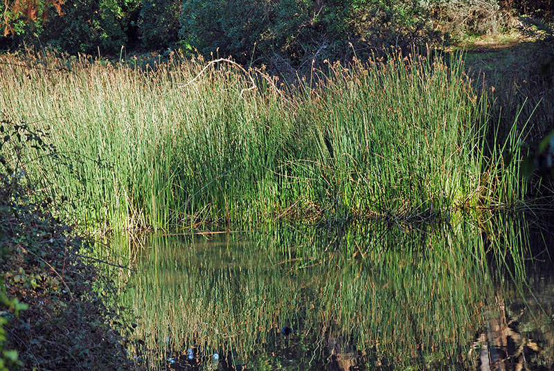 Reeds in Middle Lake<br />N_0273