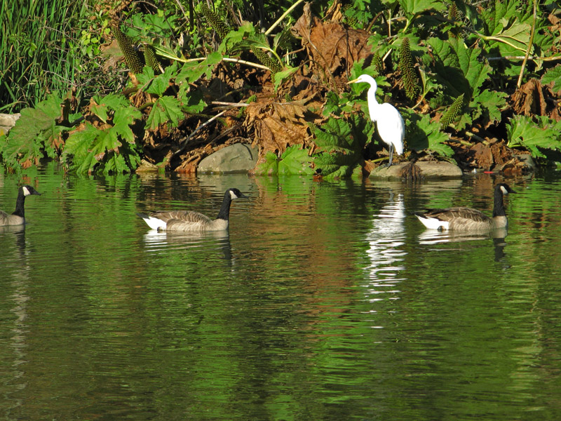 Egret and Geese<br />4170