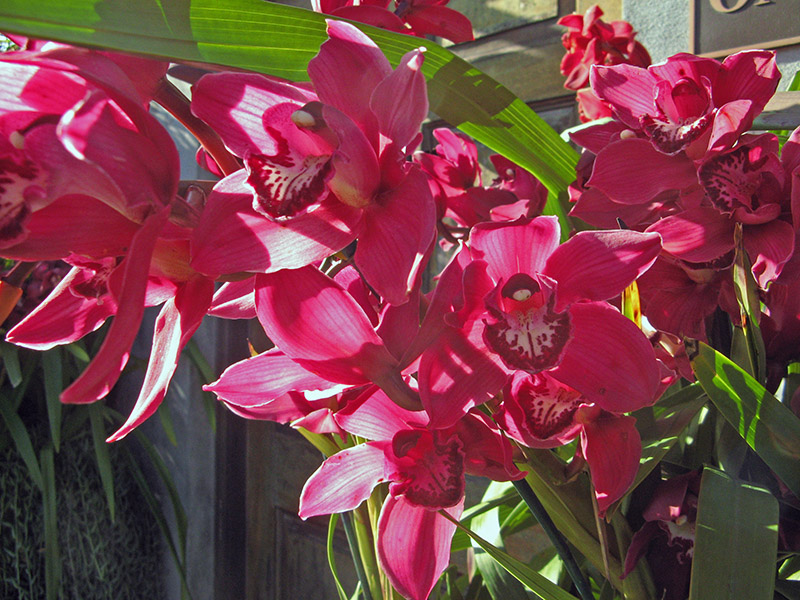 Cymbidium orchids5175