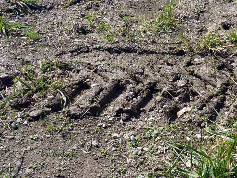 Tracks