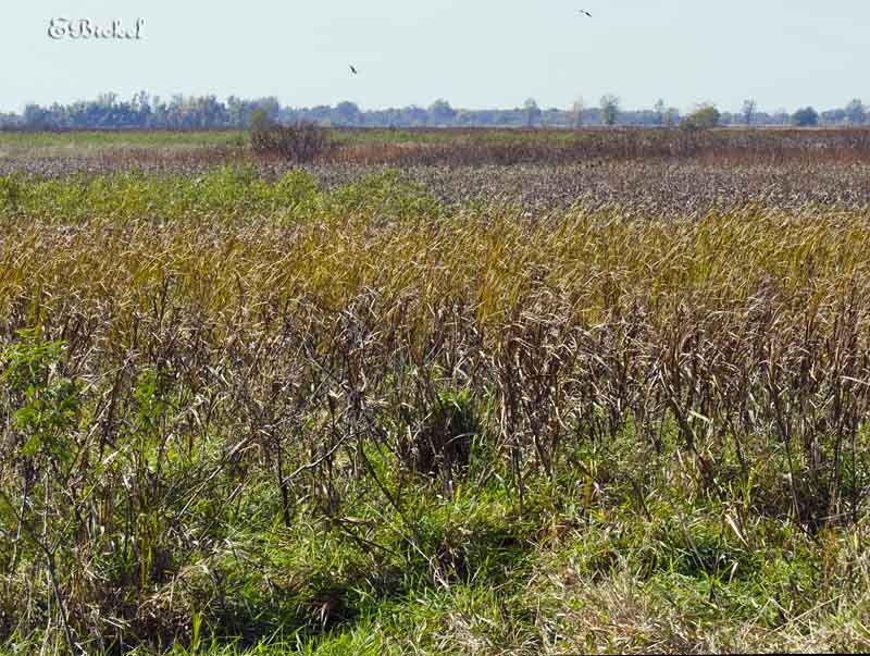 No Water; No Water Fowl