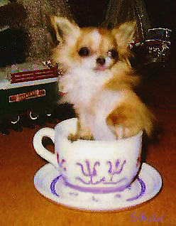Original Teacup Chihuahua