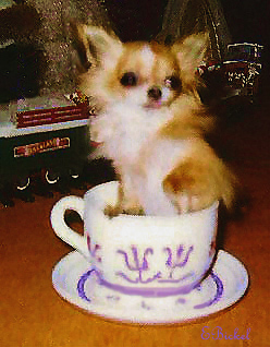 o4/92/77692/1/51227753.51227753.TeacupMicroforweb