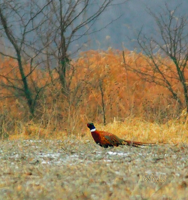 Pheasant 2005