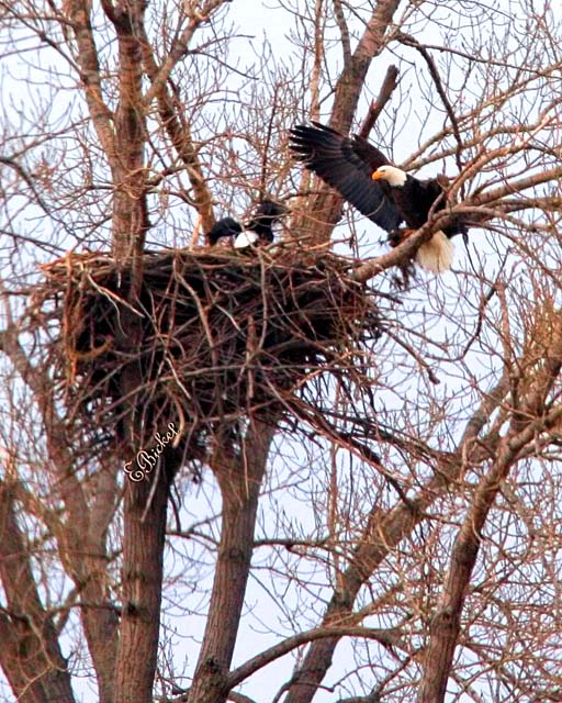 Nesting Pair