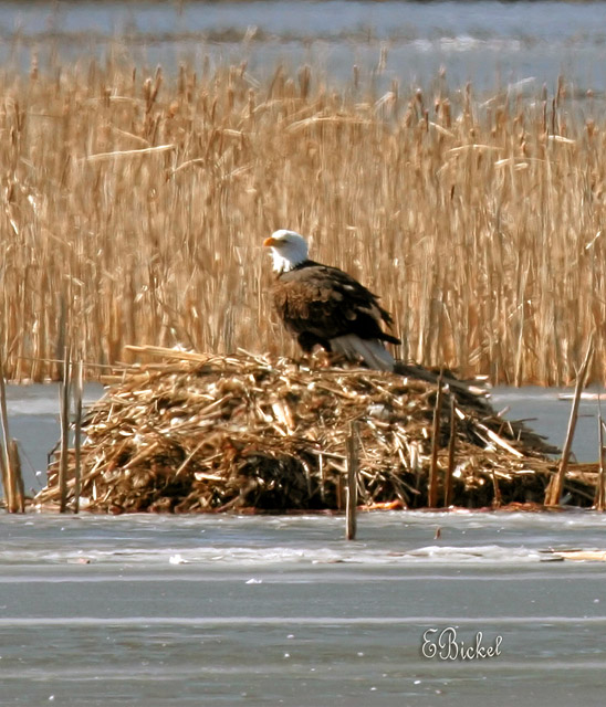 Sitting on a Muskrat Mound