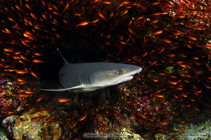 White Tip Explosion