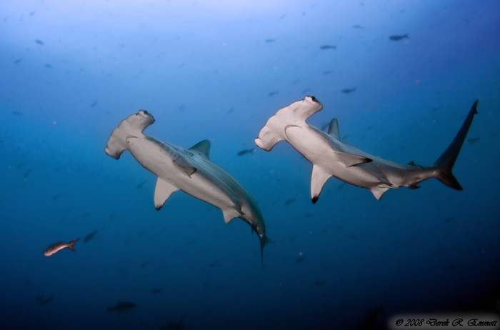 Hammerheads