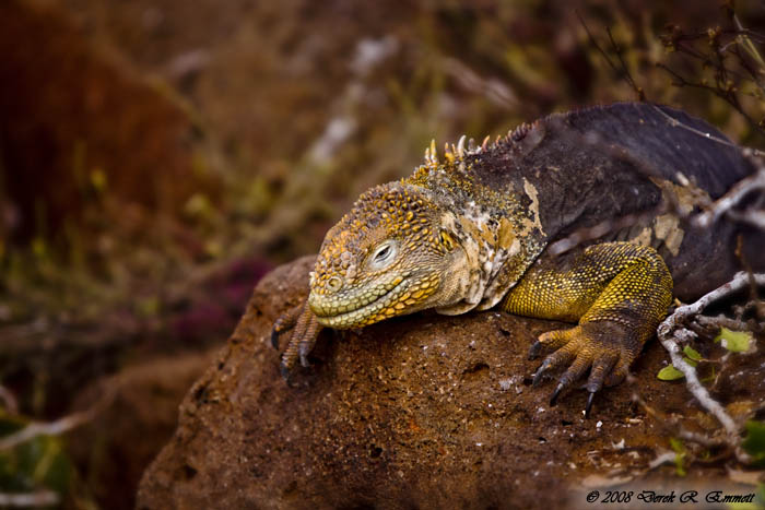 Prehistoric Sunbather