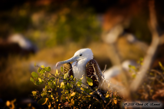 Juvenile Frigatebird