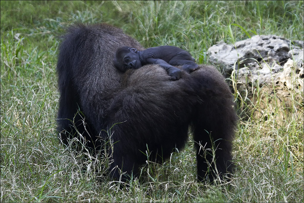 Newborn baby Gorilla.jpg