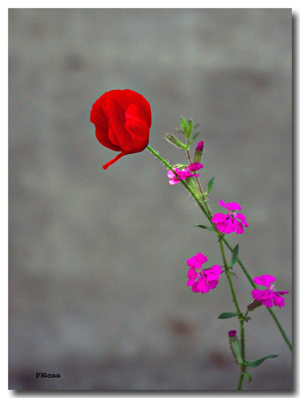 Natures Spring Flowers