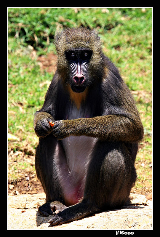 Baboon