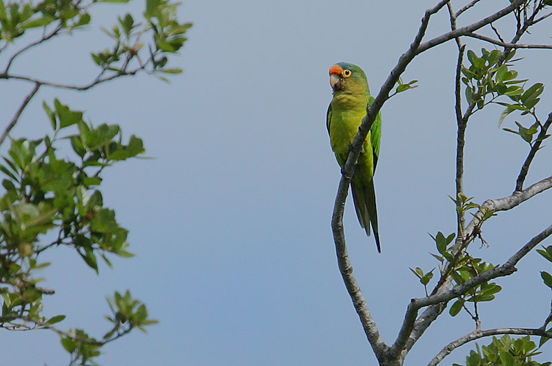 Orange-fronted Parakeet (Aratinga canicularis)
