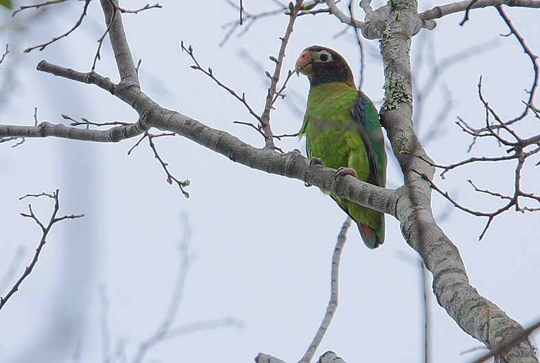 Brown-hooded Parrot  (Pionopsitta haematotis)